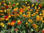 Load image into Gallery viewer, 24x24 Where Tulips Dream
