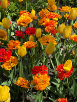 Load image into Gallery viewer, 24x24 Where Tulips Dream
